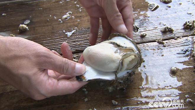 乡土:蚝乡记 8月16日