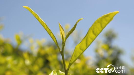 绿色时空:绿茶整容 物尽其用 8月19日