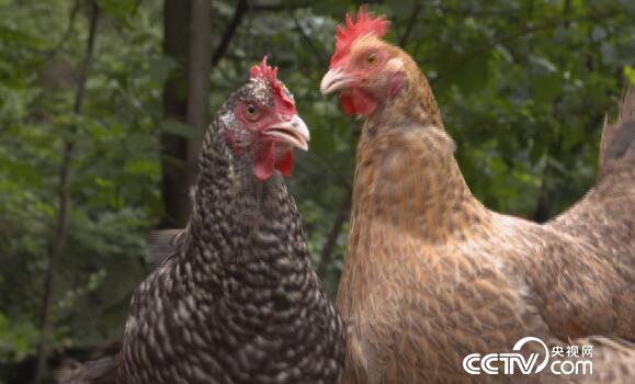 绿色时空:“功夫”养鸡 巧赚钱 8月26日