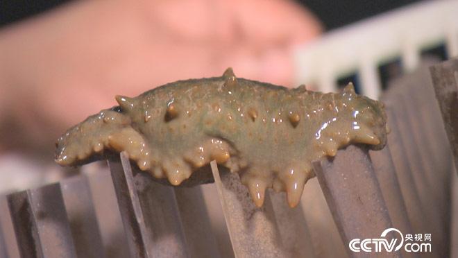 乡土:寻味中国 昌邑 8月28日