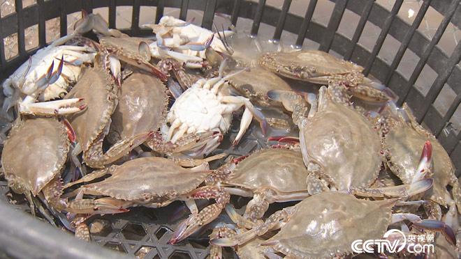 乡土:寻味中国 昌邑 8月28日