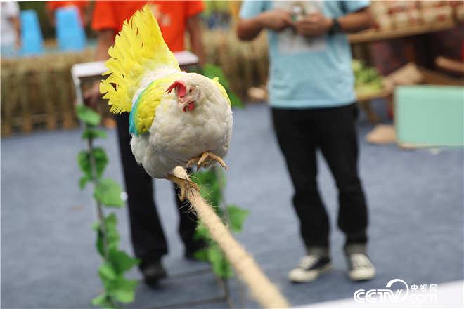 “牛鸡中的战斗鸡”：挑战走麻绳，最远能走多少米？