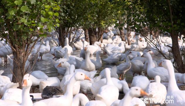绿色时空:治沙又致富的“良方” 11月25日