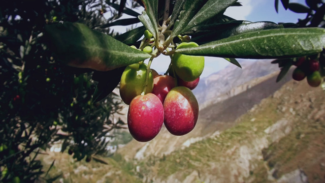 乡土:油橄榄香飘丹江口 11月28日