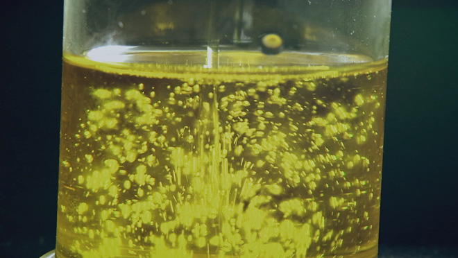 乡土:油橄榄香飘丹江口 11月28日