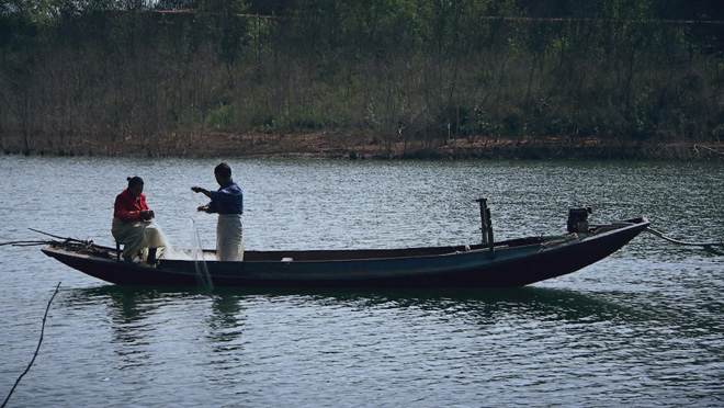 乡土:油橄榄香飘丹江口 11月28日