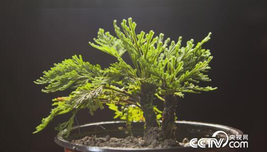 绿色时空:“功夫”采药 点草成金 12月2日