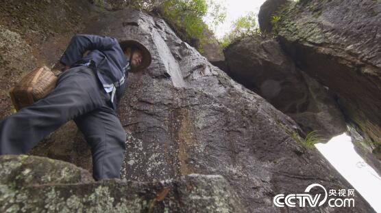 绿色时空:“功夫”采药 点草成金 12月2日