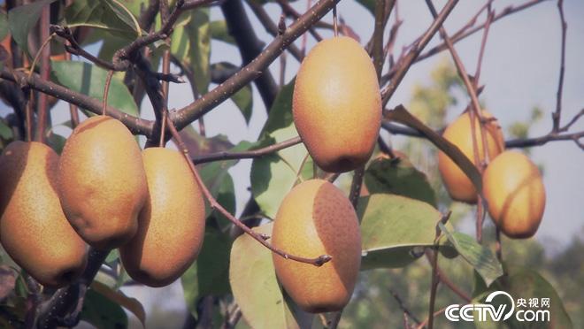 乡土:洛宁故事 12月20日