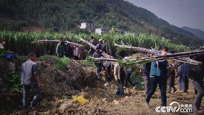 乡土:暖暖的冬日 1月14日