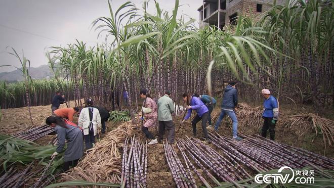 乡土:暖暖的冬日 1月14日