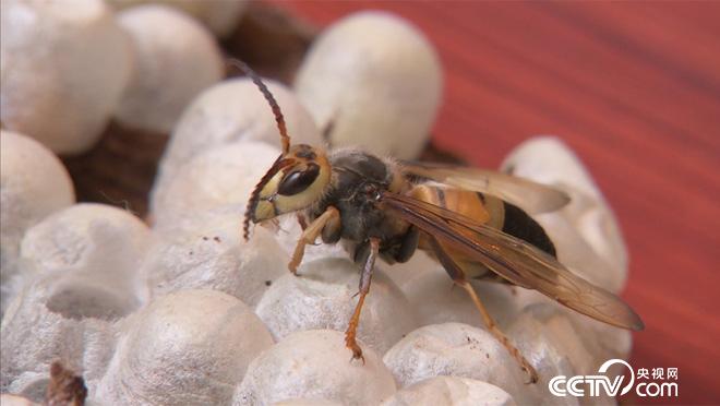 乡土:行走阡陌乡村振兴中国行 南平的林中生活 1月25日