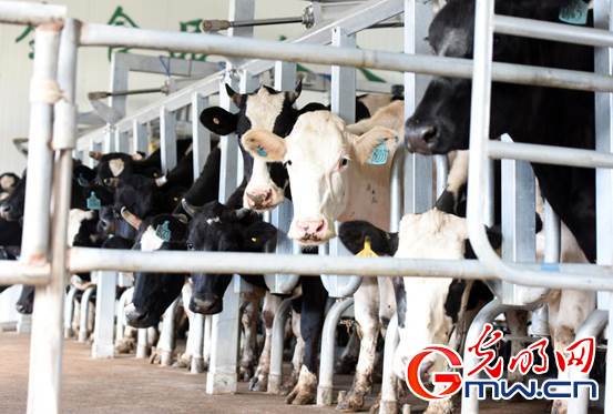 【幸福花开新边疆】挤28头奶牛只需15分钟 看科技牧场如何玩转畜牧业