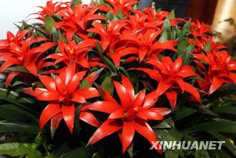 Anthurium&nbsp;and&nbsp;the&nbsp;Pineapple&nbsp;flower,&nbsp;will&nbsp;be&nbsp;the&nbsp;major&nbsp;decorative&nbsp;flowers&nbsp;in&nbsp;the&nbsp;China&nbsp;Pavilion&nbsp;at&nbsp;the&nbsp;Shanghai&nbsp;Expo.&nbsp;Organizers&nbsp;unveiled&nbsp;the&nbsp;new&nbsp;variety&nbsp;on&nbsp;Tuesday.&nbsp;