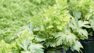 青海冬季高原冷凉蔬菜日均产量超千吨