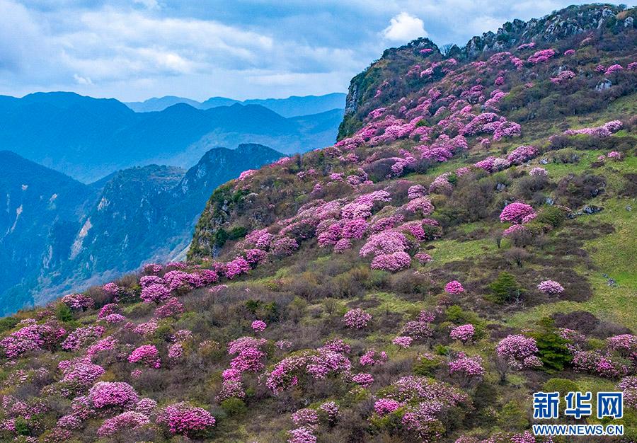 重庆巫溪:红池坝高山杜鹃红
