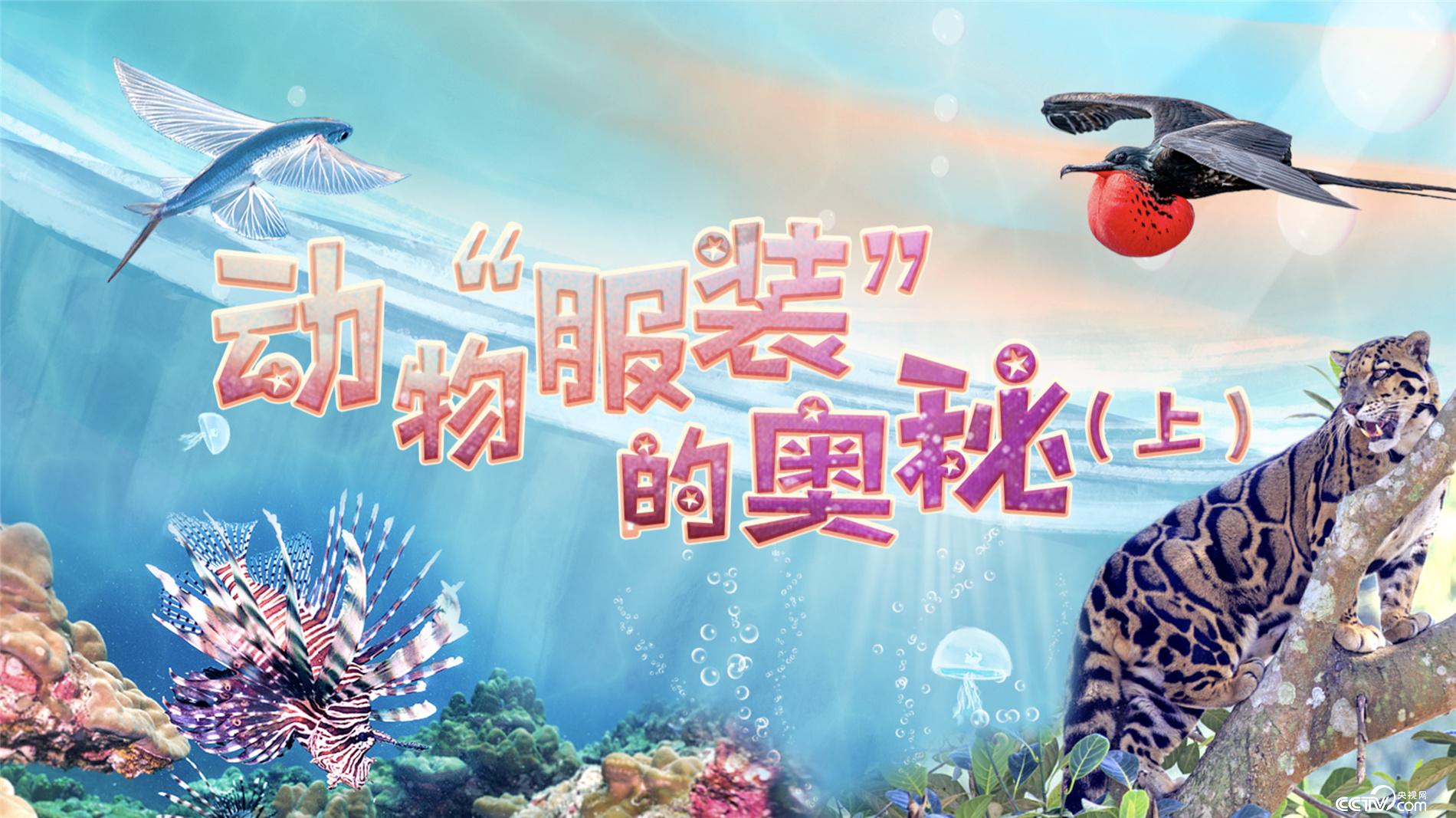 科学动物园时装秀开场了谁是动物界的时尚达人