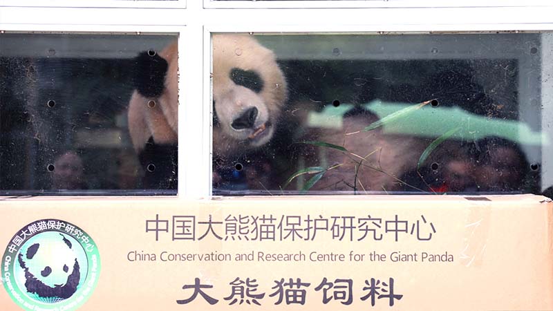 “四海”“京京”赴卡开展大熊猫保护研究合作