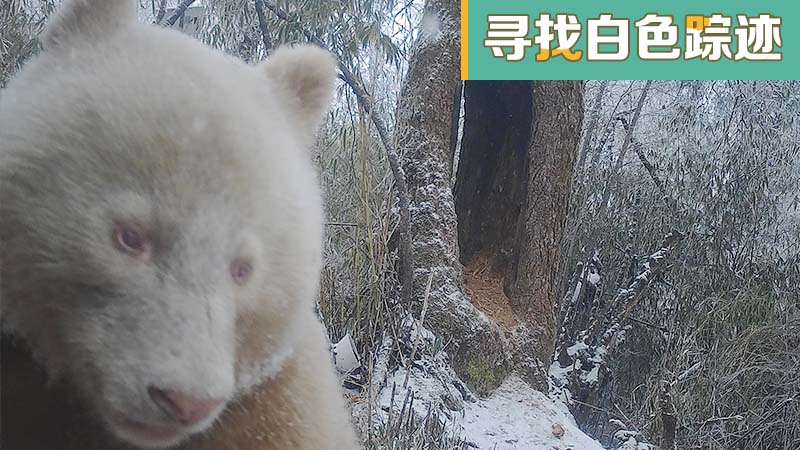 红外相机拍摄白色大熊猫罕见社交影像
