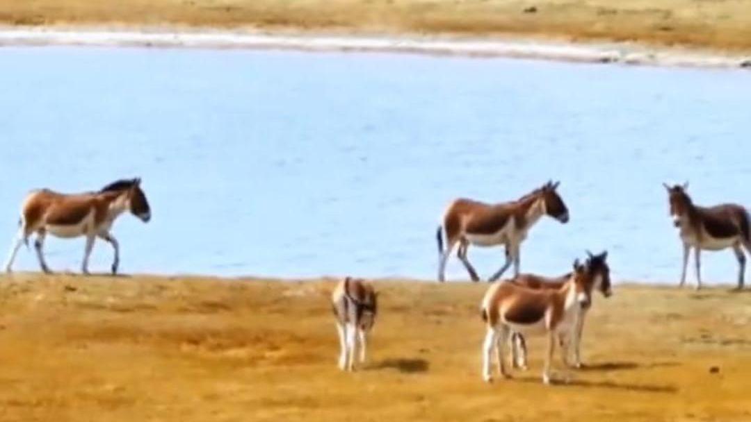 从流量风口到价值传播：长剧的短视频应该怎么做