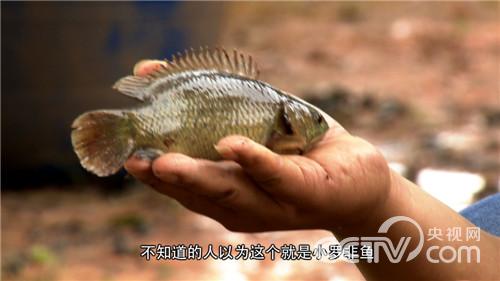 会走路的鱼好赚钱