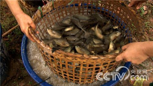 会走路的鱼好赚钱