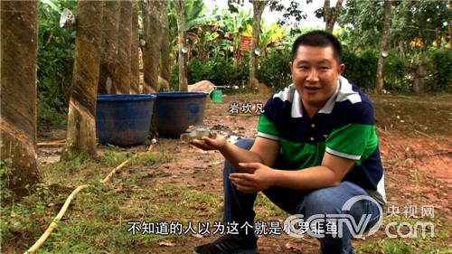 会走路的鱼好赚钱