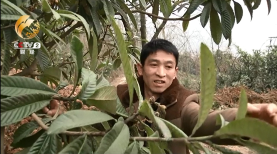 除了李子，唐万斌夫妻俩还种了十多亩枇杷。这两年这些水果的价钱都水涨船高。