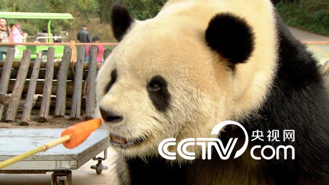 动物园里&ldquo;看身段  猜体重&rdquo;