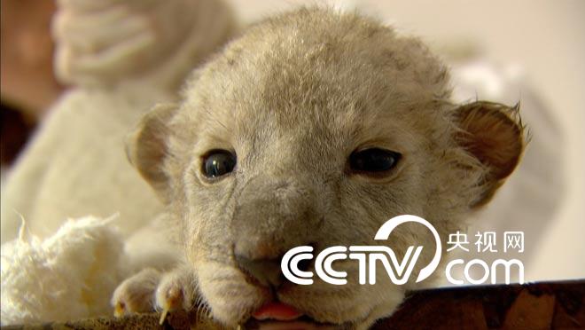 动物园里&ldquo;看身段  猜体重&rdquo;