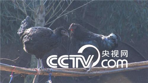 旧院黑鸡的财富