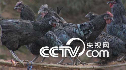 旧院黑鸡的财富