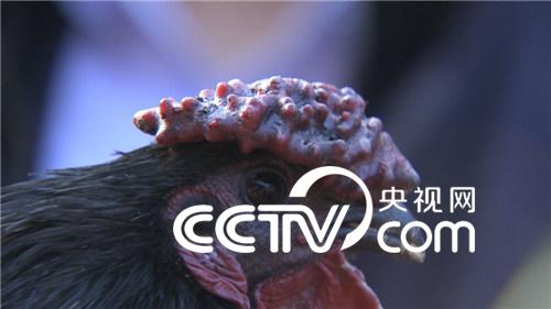 旧院黑鸡的财富