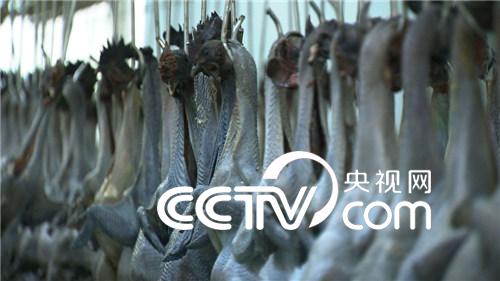 旧院黑鸡的财富