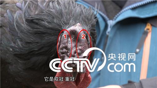 旧院黑鸡的财富