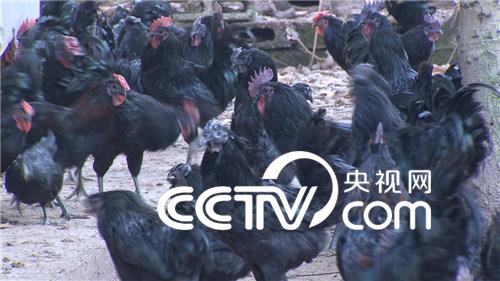 旧院黑鸡的财富