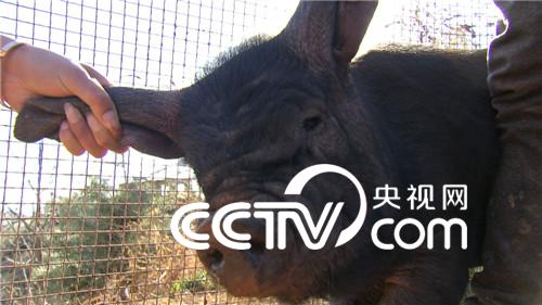 暧昧短信和她偷花的一千多万元