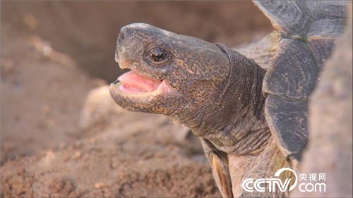 &ldquo;龟痴&rdquo;发龟财