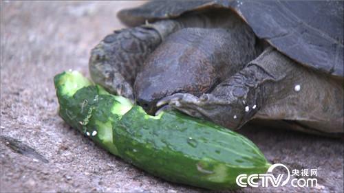 &ldquo;龟痴&rdquo;发龟财