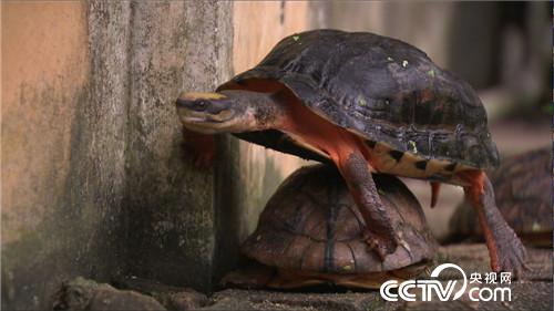 &ldquo;龟痴&rdquo;发龟财