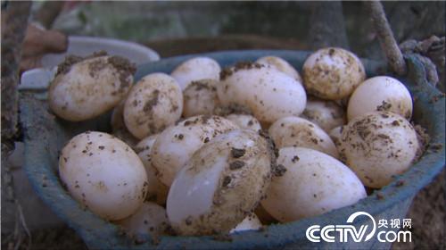 &ldquo;龟痴&rdquo;发龟财