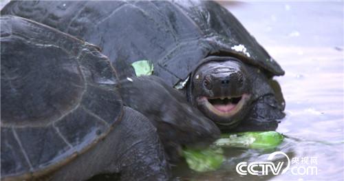 &ldquo;龟痴&rdquo;发龟财