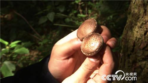 致富经：一夜赔掉20万元之后