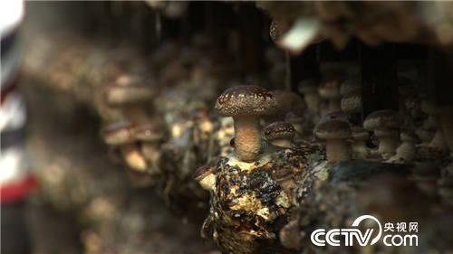 致富经：一夜赔掉20万元之后