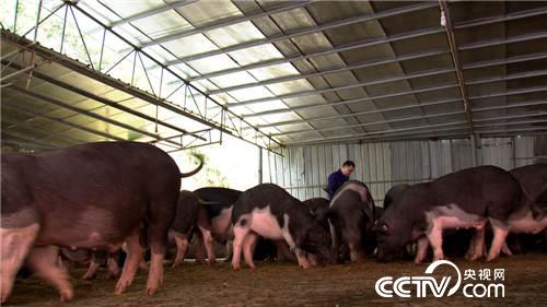 致富经：爱冲动小伙的财富逆袭