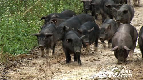 致富经：爱冲动小伙的财富逆袭