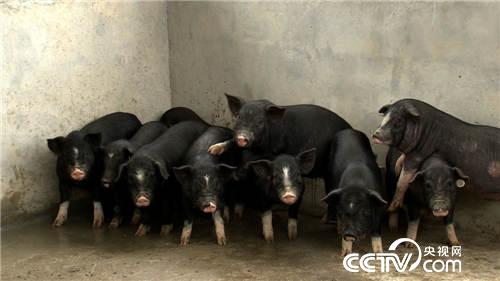 致富经：爱冲动小伙的财富逆袭