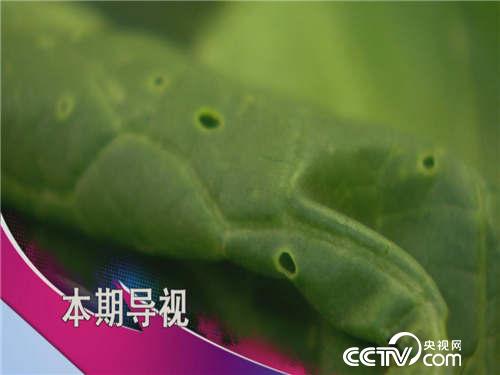 食尚大转盘：荤素搭配有讲究