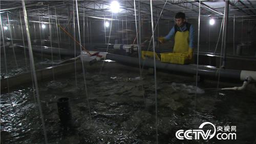 多宝鱼引发的多变财富