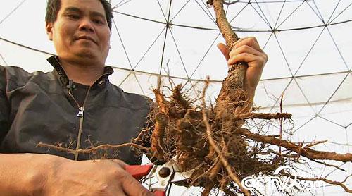 种在空气中的果树